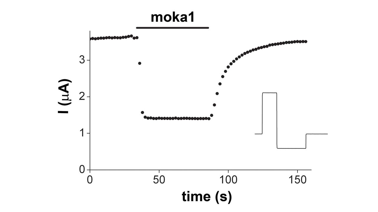 mokatoxin-1, designer toxin for Kv1.3 potassium K+ channel