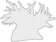 Vector Icon